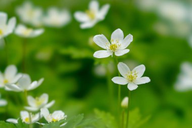 yumuşak Rüzgar çiçek bahar