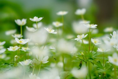 yumuşak Rüzgar çiçek bahar