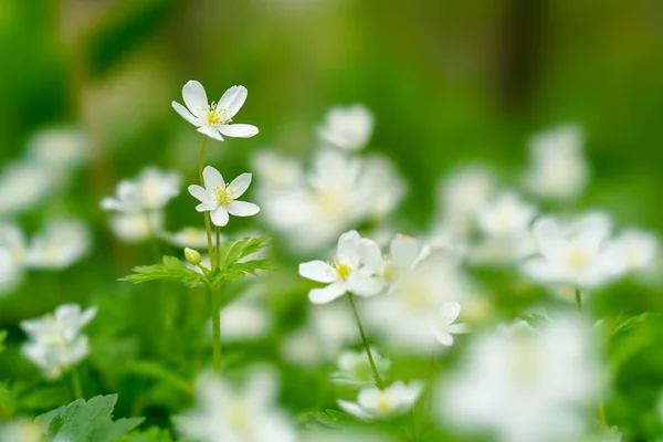 Flor Vento Suave Primavera — Fotografia de Stock