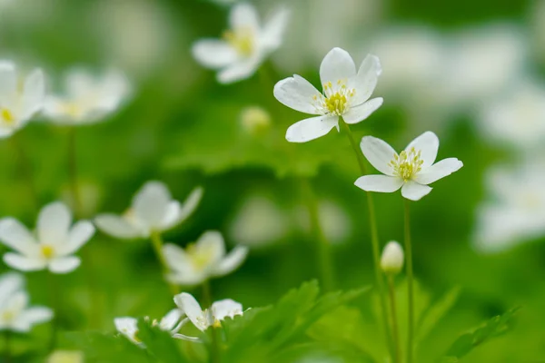 Flor Vento Suave Primavera — Fotografia de Stock