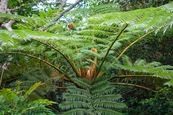 Cyathea Podophylla Copel Ishigaki Wyspa — Zdjęcie stockowe