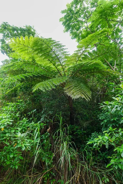 Cyathea Podophylla Copel Ishigaki Island — Stock Photo, Image