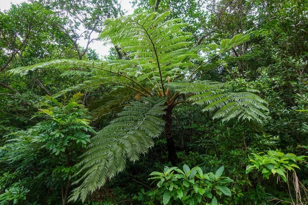 Cyathea Podophylla Copel Ishigaki Island — Stock Photo, Image