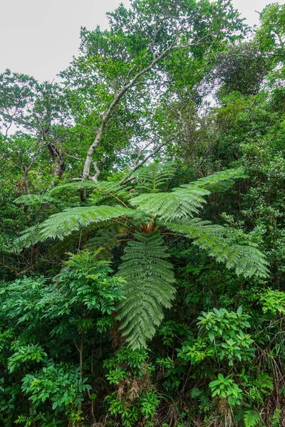 Cyathea Podophylla Copel Ishigaki Island — Stock Photo, Image