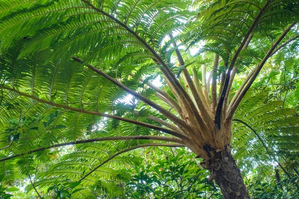 Cyathea Podophylla Copel Nell Isola Ishigaki — Foto Stock