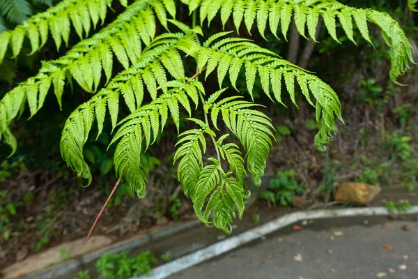 Cyathea Podophylla Copel Dans Île Ishigaki — Photo