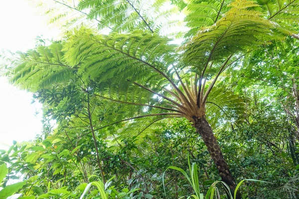 Cyathea Podophylla Copel Dans Île Ishigaki — Photo