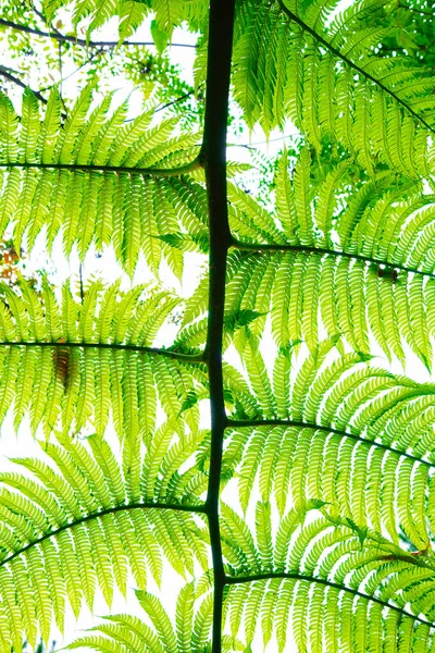 Cyathea Podoréla Copel Ostrově Ishigaki — Stock fotografie