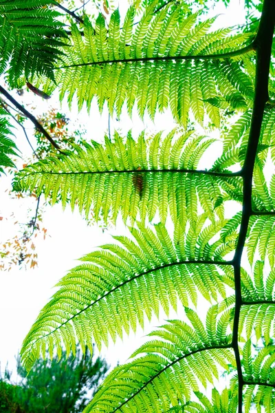 Cyathea Podoréla Copel Ostrově Ishigaki — Stock fotografie