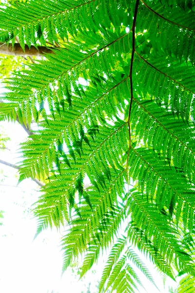 Cyathea Podophylla Copel Ilha Ishigaki — Fotografia de Stock