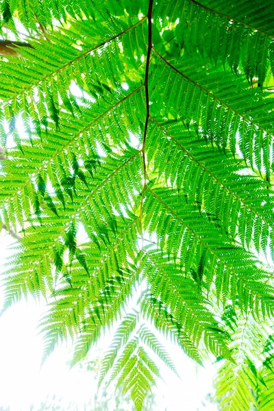 Cyathea Podophylla Copel Isla Ishigaki —  Fotos de Stock