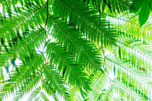 Cyathea Podophylla Copel Isla Ishigaki — Foto de Stock