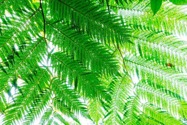 Cyathea Podophylla Copel Isla Ishigaki — Foto de Stock