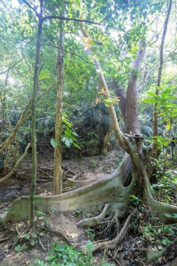 Iriomote ada ormanda