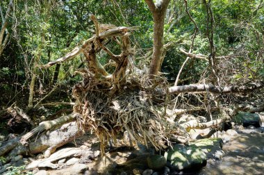 Iriomote ada ormanda