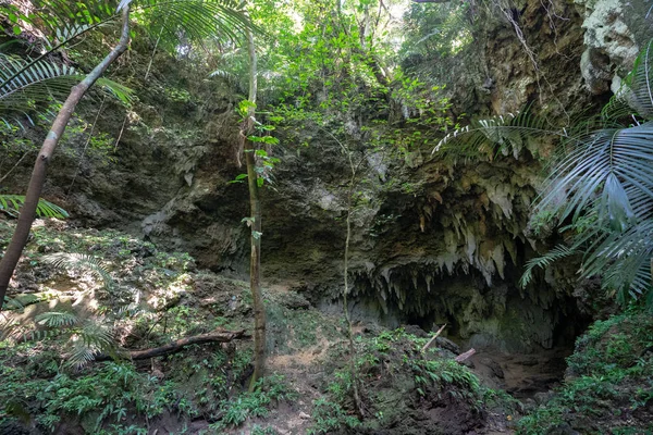 Selva Isla Iriomote — Foto de Stock