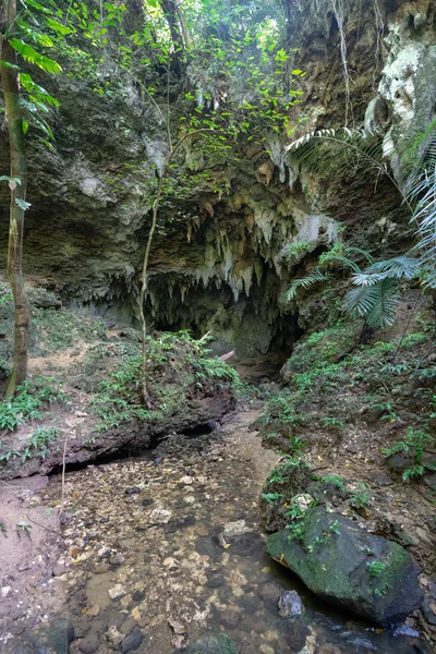 Jungle Iriomote Island — Stockfoto