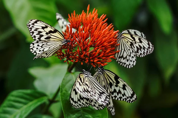 Reispapier Schmetterling Auf Iriomote Insel — Stockfoto