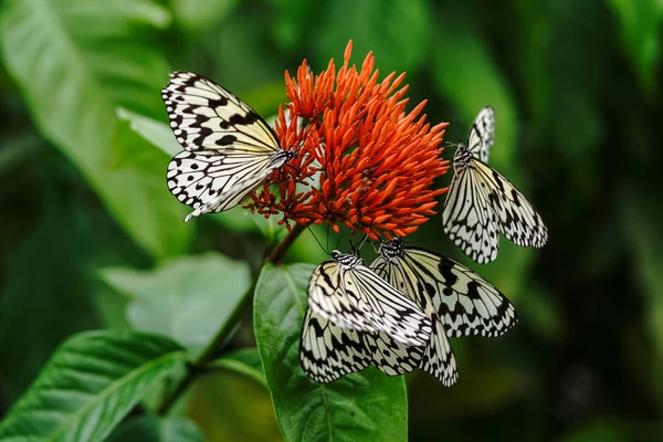 Reispapier Schmetterling Auf Iriomote Insel — Stockfoto