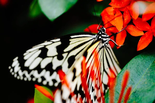 Iriomote Adada Pirinç Kağıt Kelebek — Stok fotoğraf