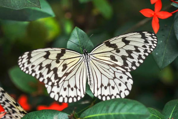 Iriomote Adada Pirinç Kağıt Kelebek — Stok fotoğraf