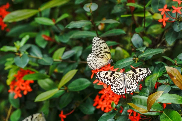 米纸蝴蝶在伊里奥莫特岛 — 图库照片