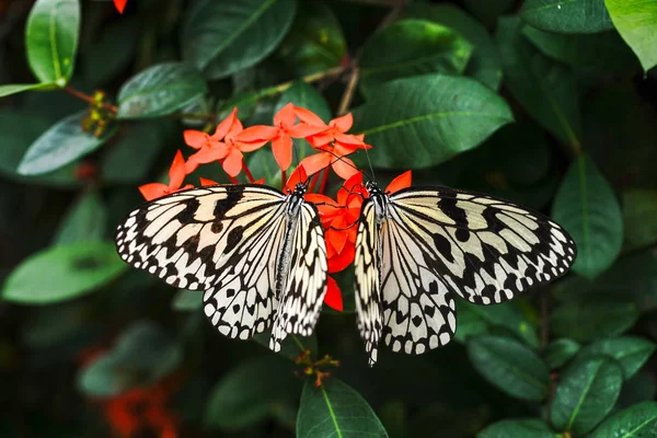 Iriomote Adada Pirinç Kağıt Kelebek — Stok fotoğraf