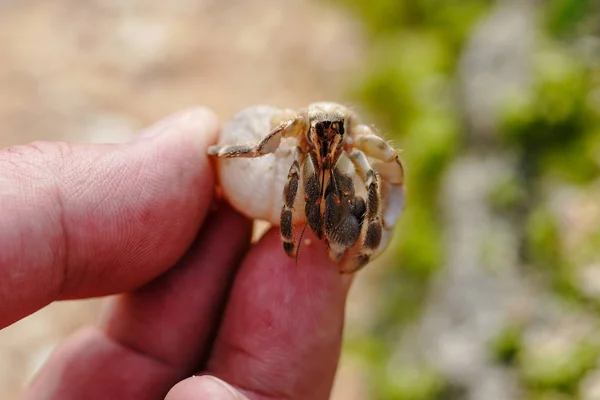 Einsiedlerkrebs Auf Iriomote Insel — Stockfoto