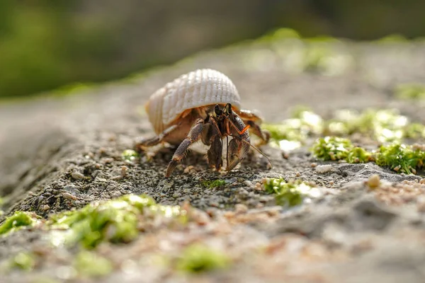 iriomote adasında hermit yengeç