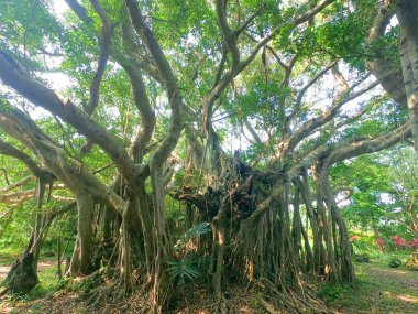 büyük banyan ağacını Ishigaki Adası
