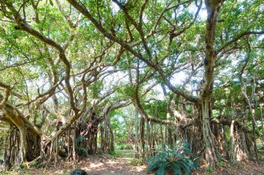büyük banyan ağacını Ishigaki Adası