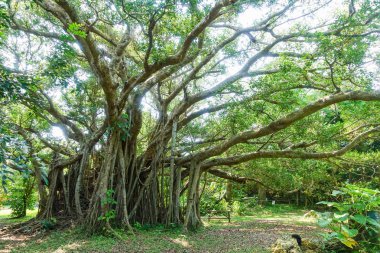büyük banyan ağacını Ishigaki Adası