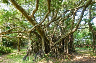 büyük banyan ağacını Ishigaki Adası