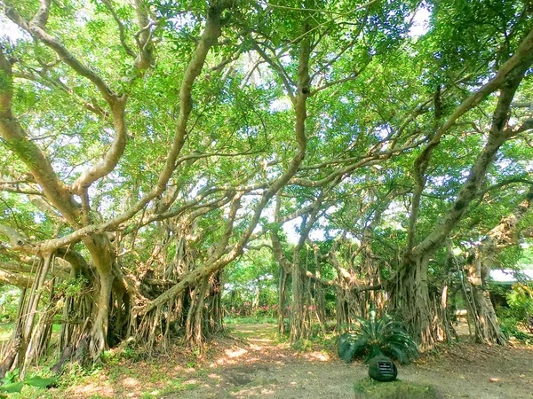 Nagy Banyan Ishigaki Sziget — Stock Fotó