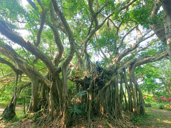 Grote Banyanboom Ishigaki Island — Stockfoto