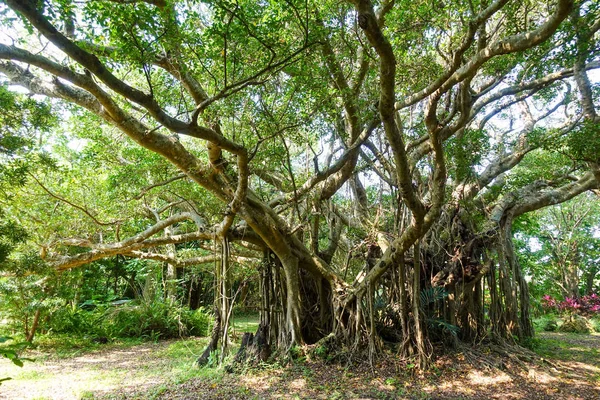 büyük banyan ağacını Ishigaki Adası