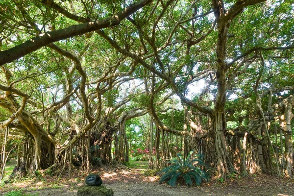Gran Árbol Banyan Ishigaki Isla —  Fotos de Stock