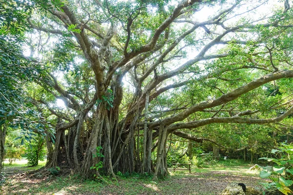 Gran Árbol Banyan Ishigaki Isla —  Fotos de Stock