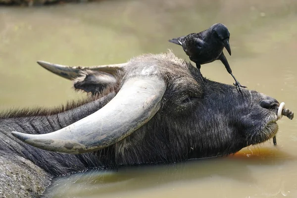Wasserbüffel Und Krähe — Stockfoto