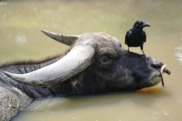 Wasserbüffel Und Krähe — Stockfoto