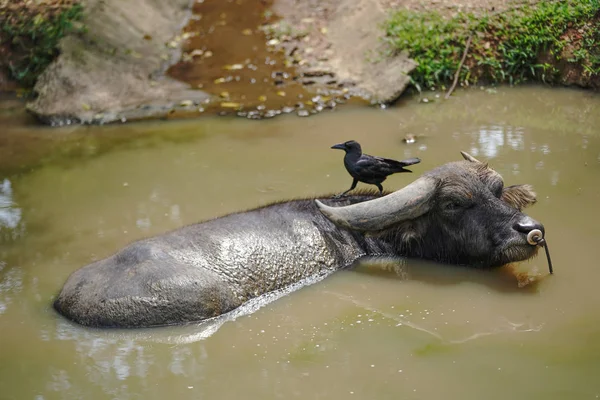 Wasserbüffel Und Krähe — Stockfoto