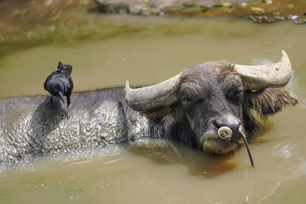 Wasserbüffel Und Krähe — Stockfoto