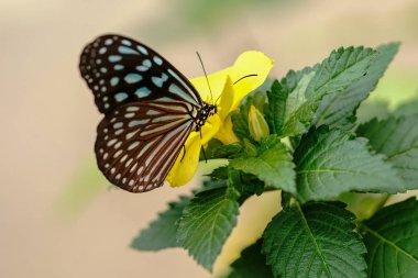 Iriomote adasında Ideopsis similis