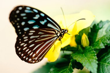 Iriomote adasında Ideopsis similis