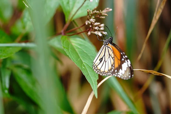 Tiger Auf Iriomote Insel — Stockfoto