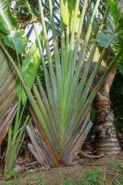 cycads iriomote adada bırakır