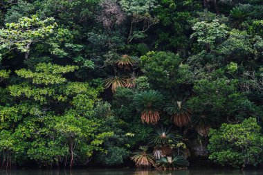 Ishigaki ada ormanda