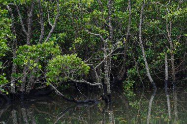 ishigaki adasında mangrov ormanı