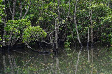 ishigaki adasında mangrov ormanı