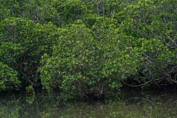 Las Mangrowy Ishigaki Wyspa — Zdjęcie stockowe